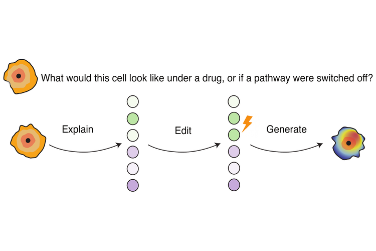 Diagram showing the explain and edit workflow for single-cell counterfactual generation